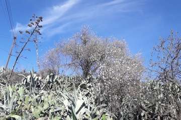  Los almendros adelantan su floración (Foto Gumersindo Hernández)